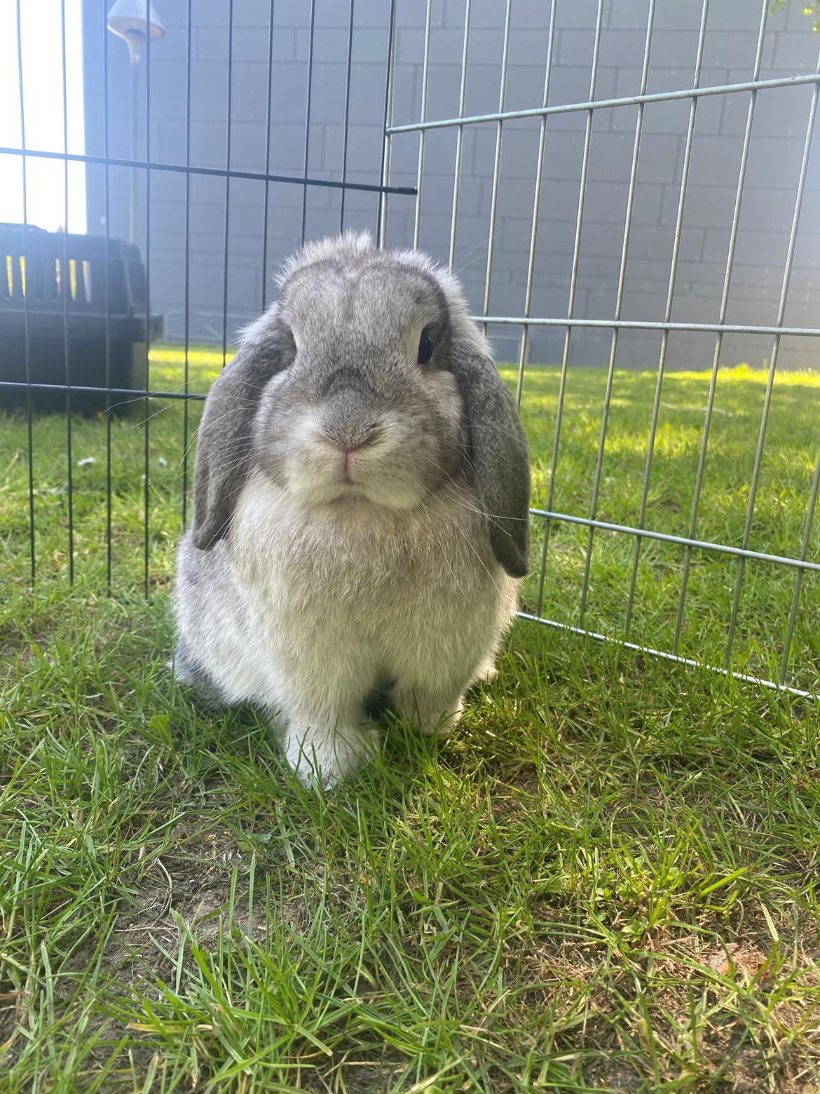 Kanin Alba "Himmelkanin" billede 2