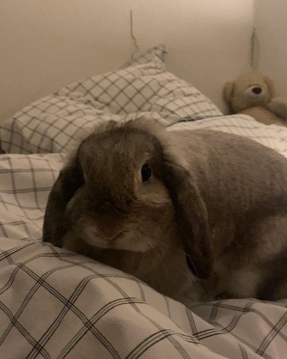 Kanin Alba "Himmelkanin" billede 7