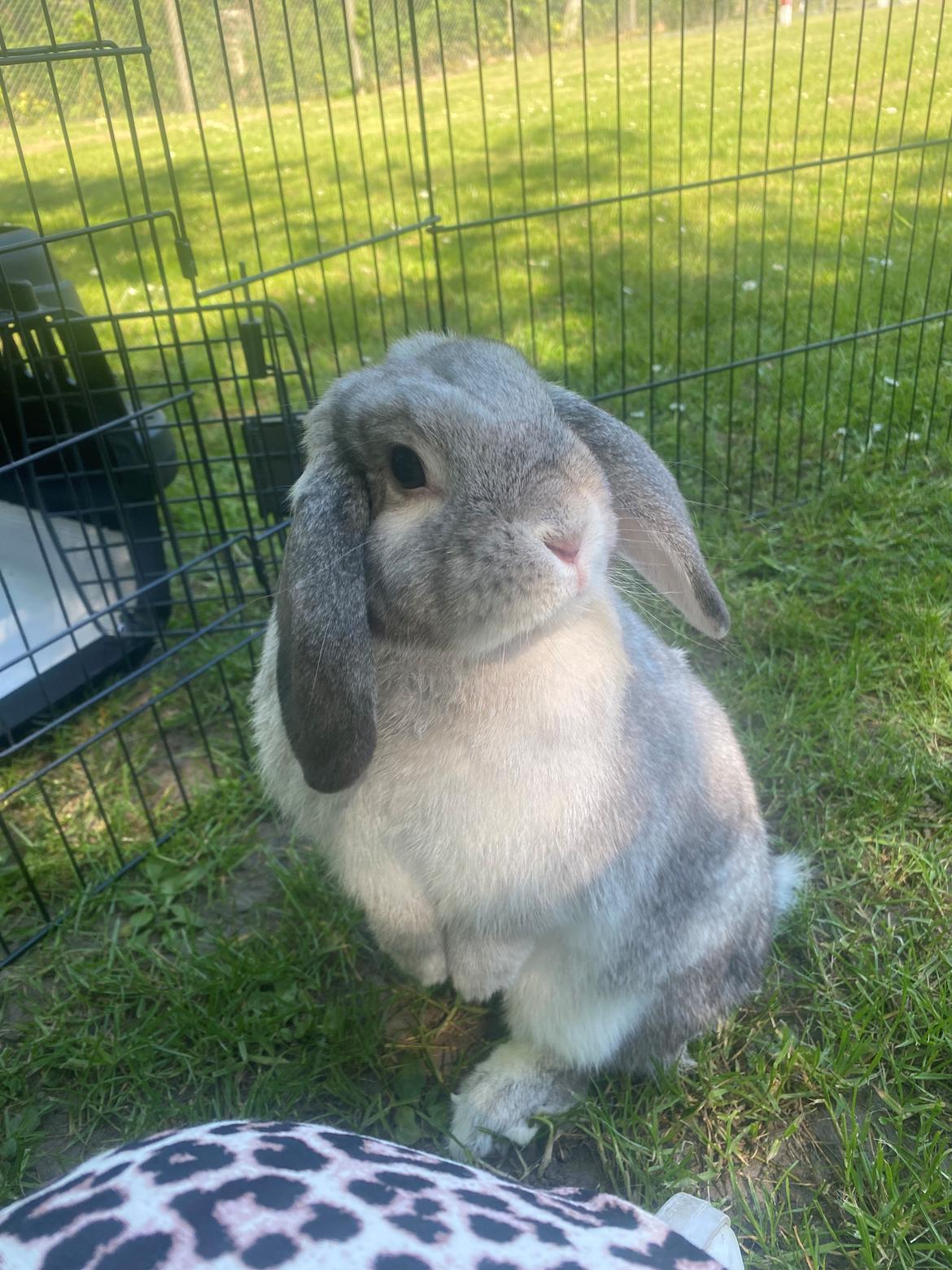 Kanin Alba "Himmelkanin" billede 3