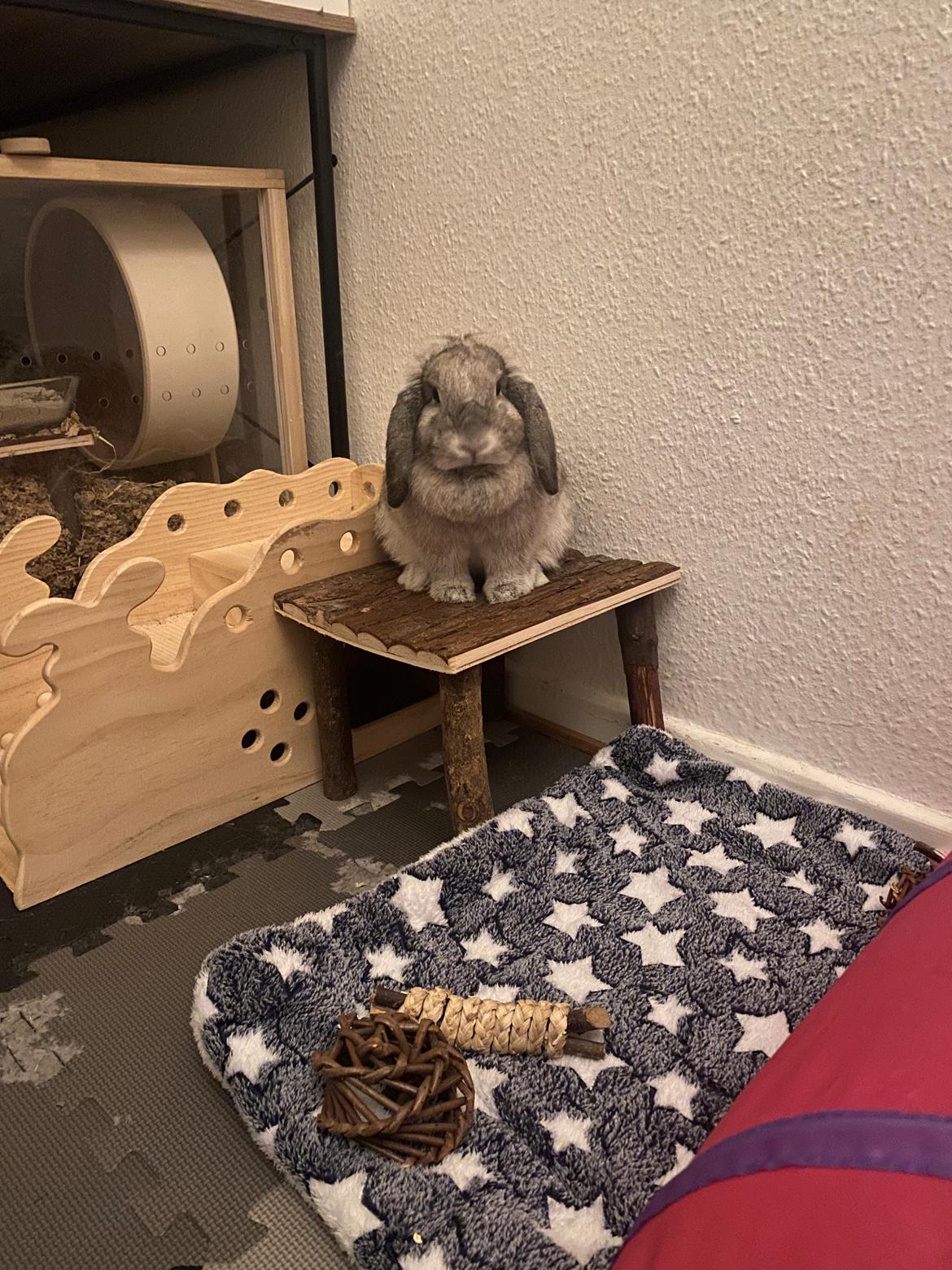 Kanin Alba "Himmelkanin" billede 5