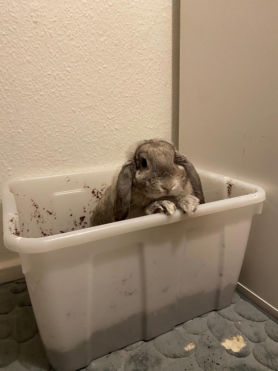 Kanin Alba "Himmelkanin" billede 6