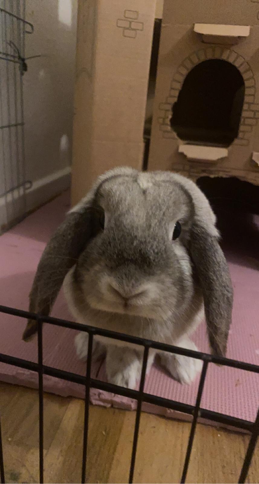 Kanin Alba "Himmelkanin" billede 9