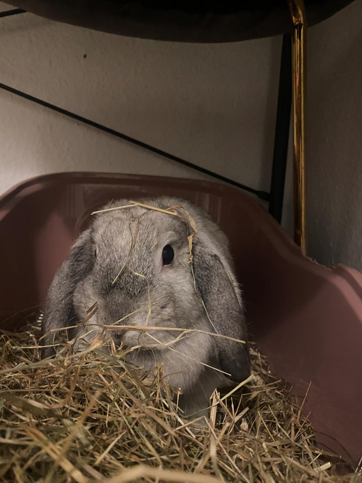 Kanin Alba "Himmelkanin" billede 8