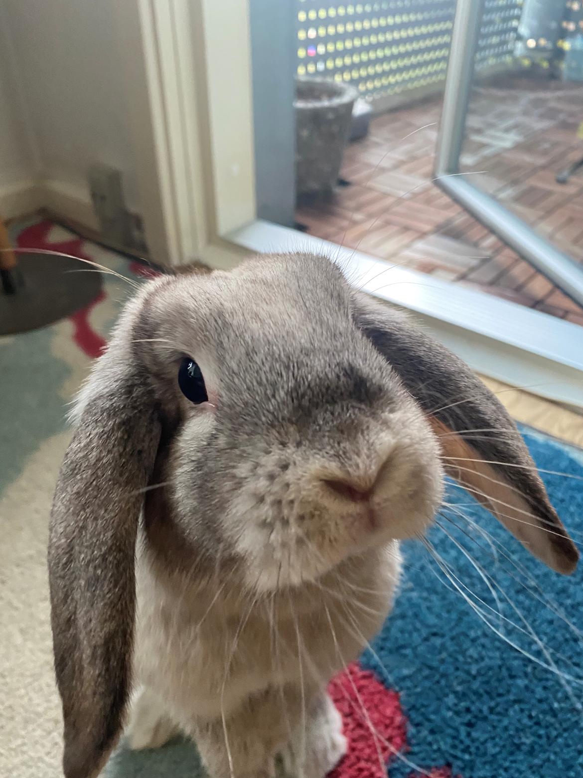 Kanin Alba "Himmelkanin" billede 10