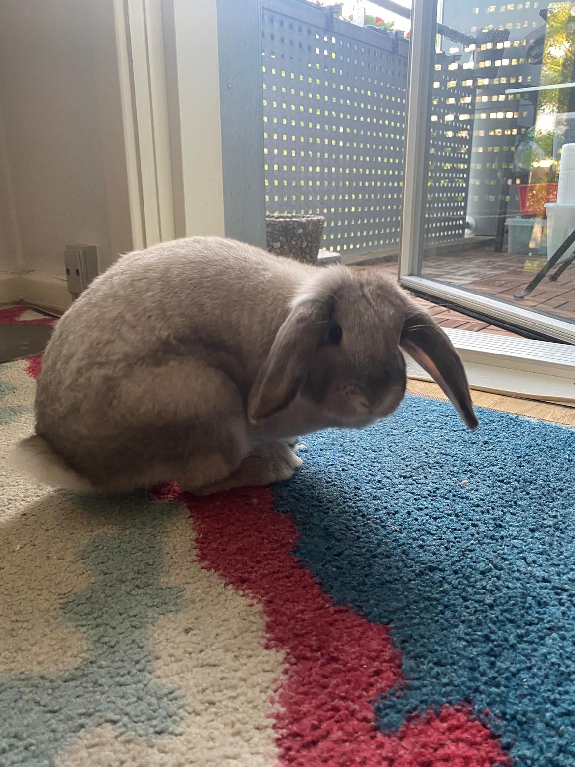 Kanin Alba "Himmelkanin" billede 11