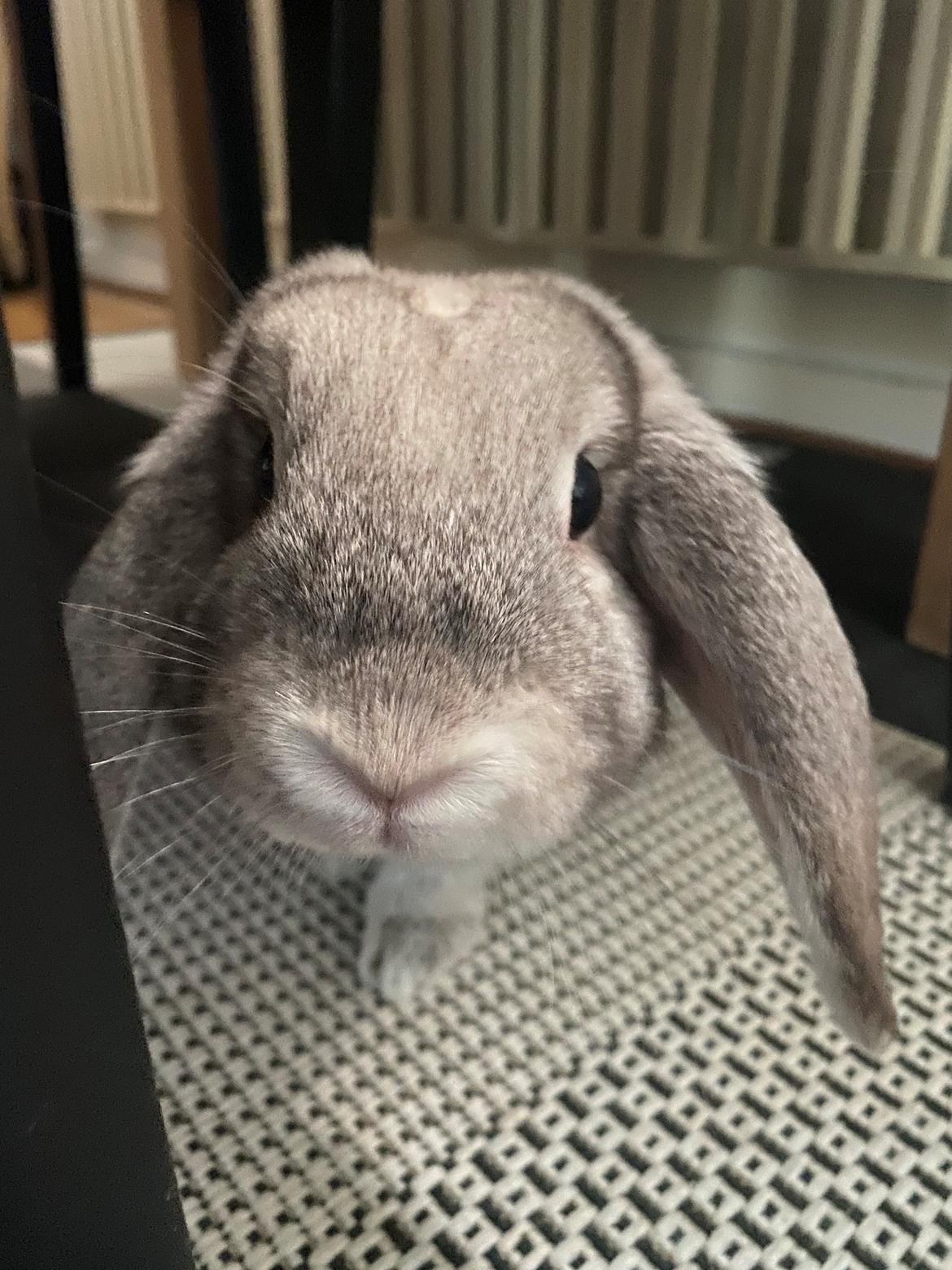 Kanin Alba "Himmelkanin" billede 12