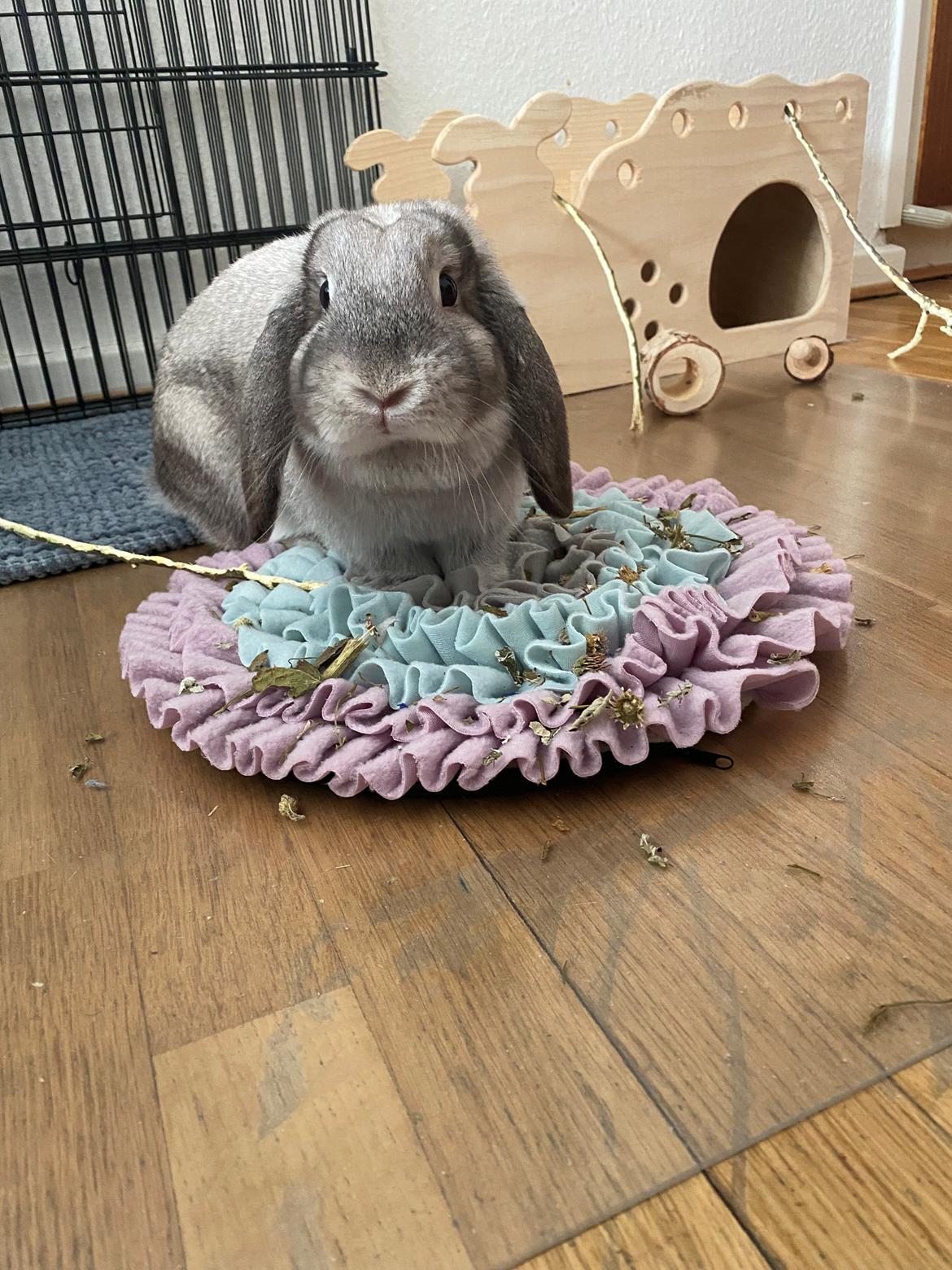 Kanin Alba "Himmelkanin" billede 13