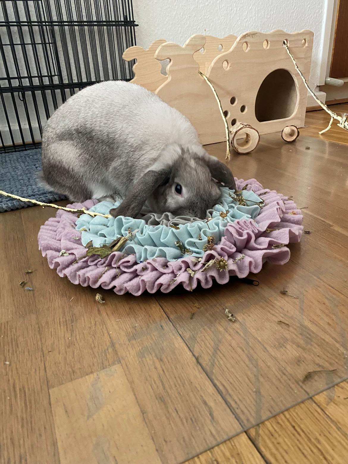 Kanin Alba "Himmelkanin" billede 14