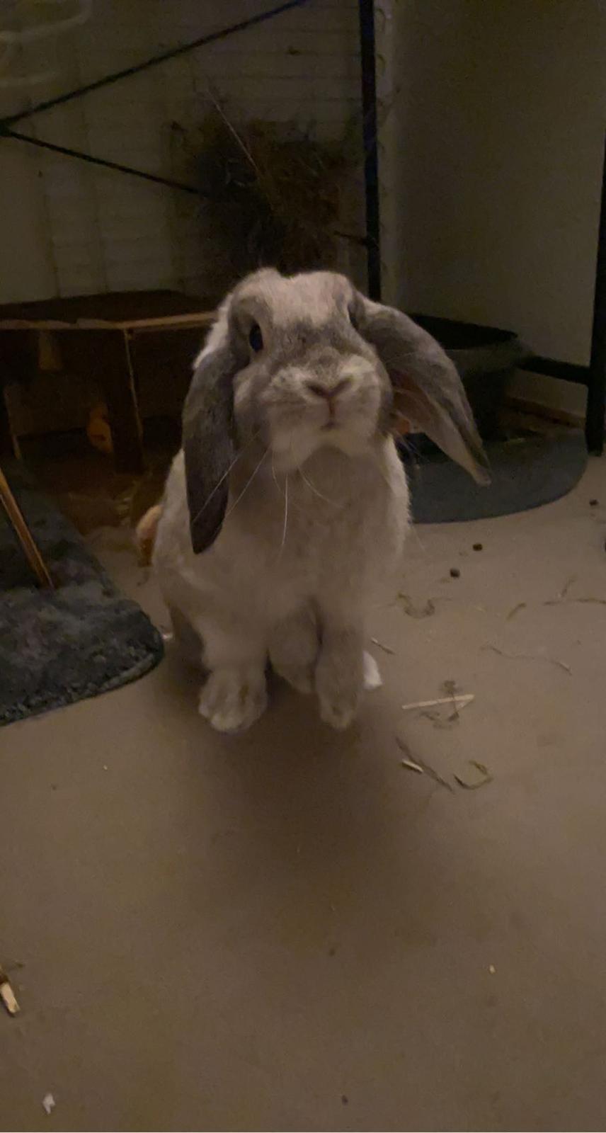 Kanin Alba "Himmelkanin" billede 21