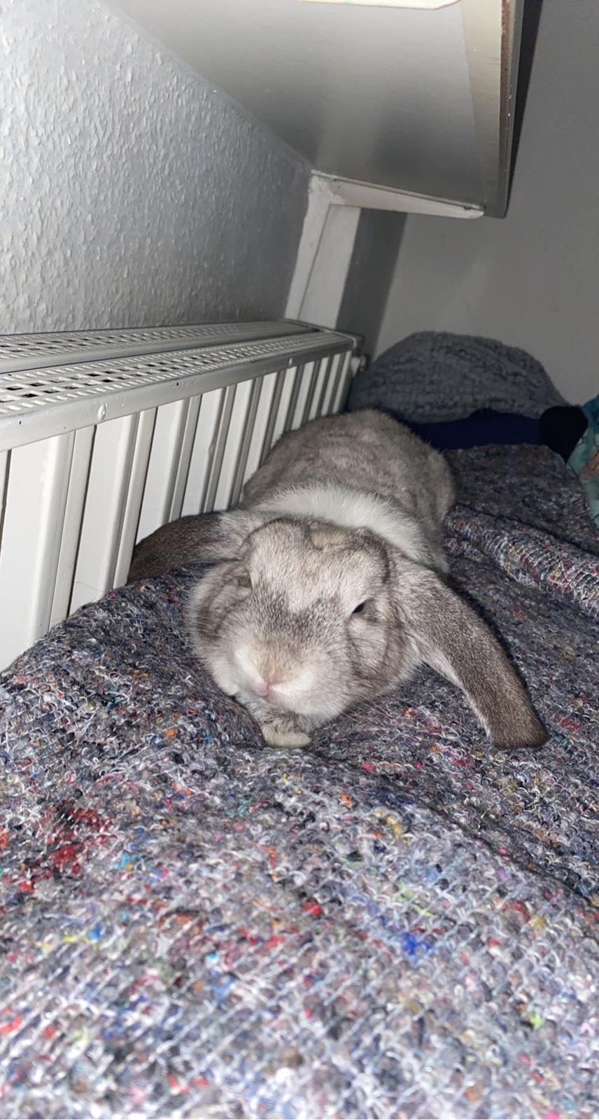 Kanin Alba "Himmelkanin" billede 22