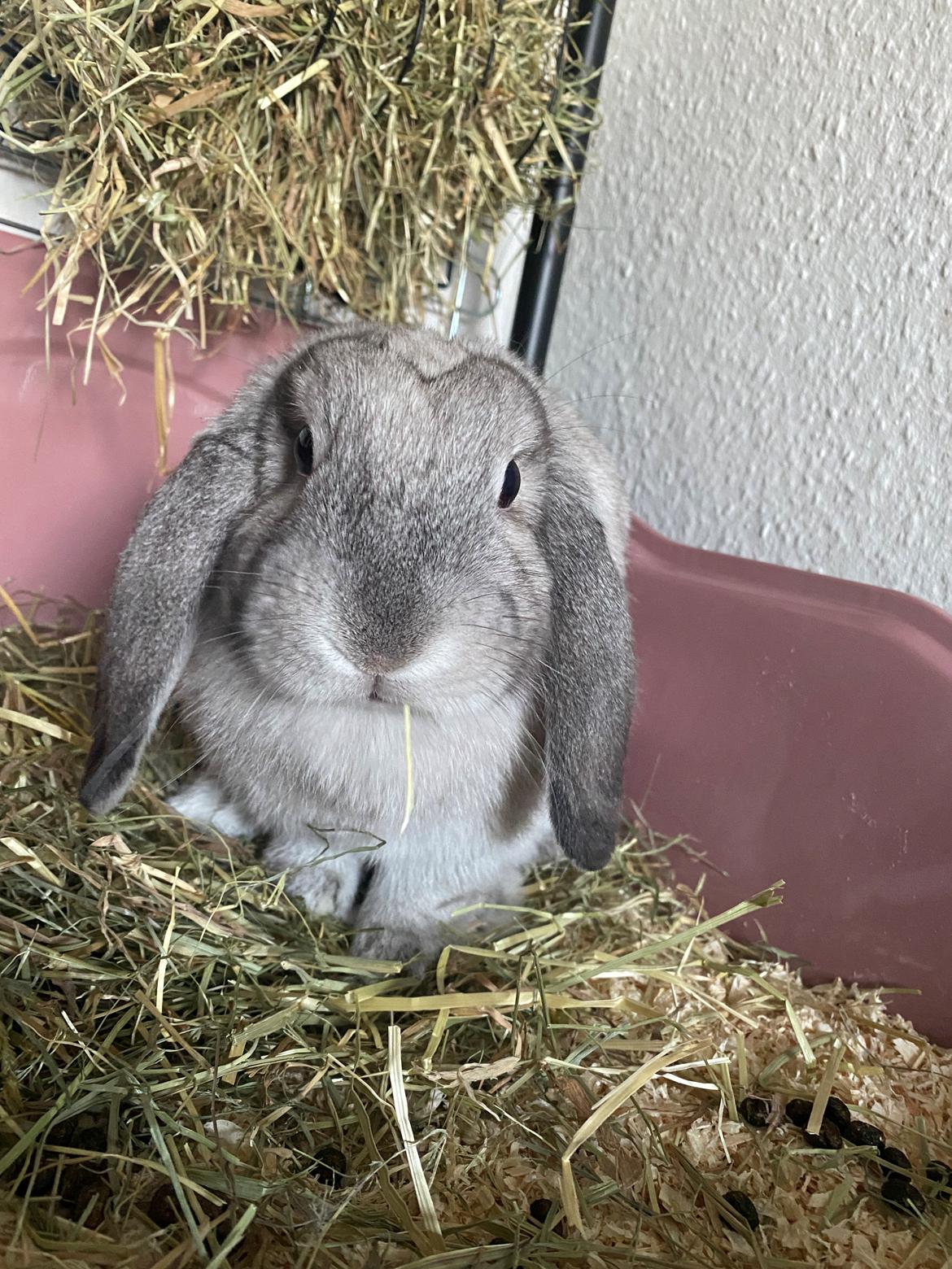 Kanin Alba "Himmelkanin" billede 15