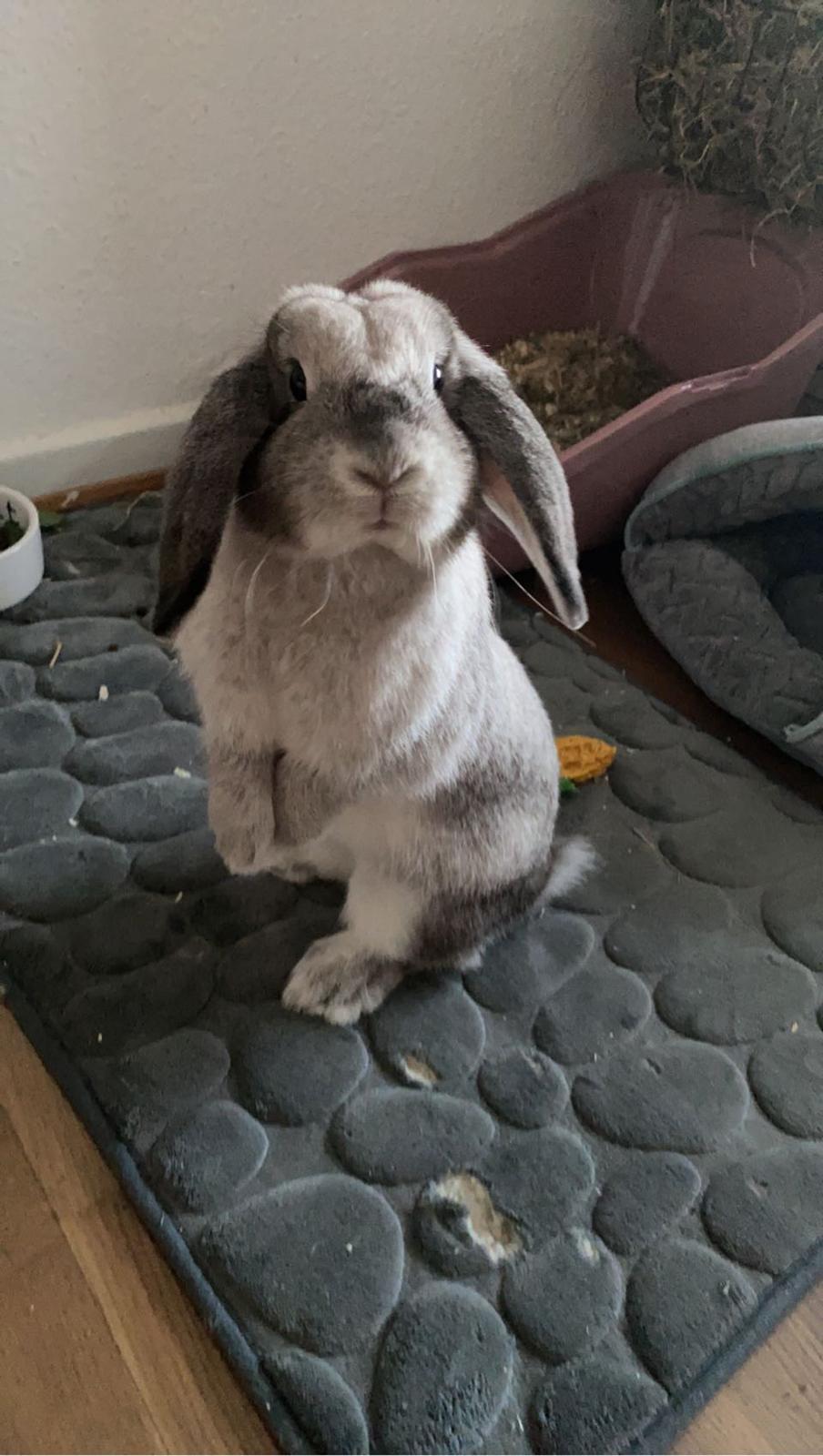Kanin Alba "Himmelkanin" billede 25