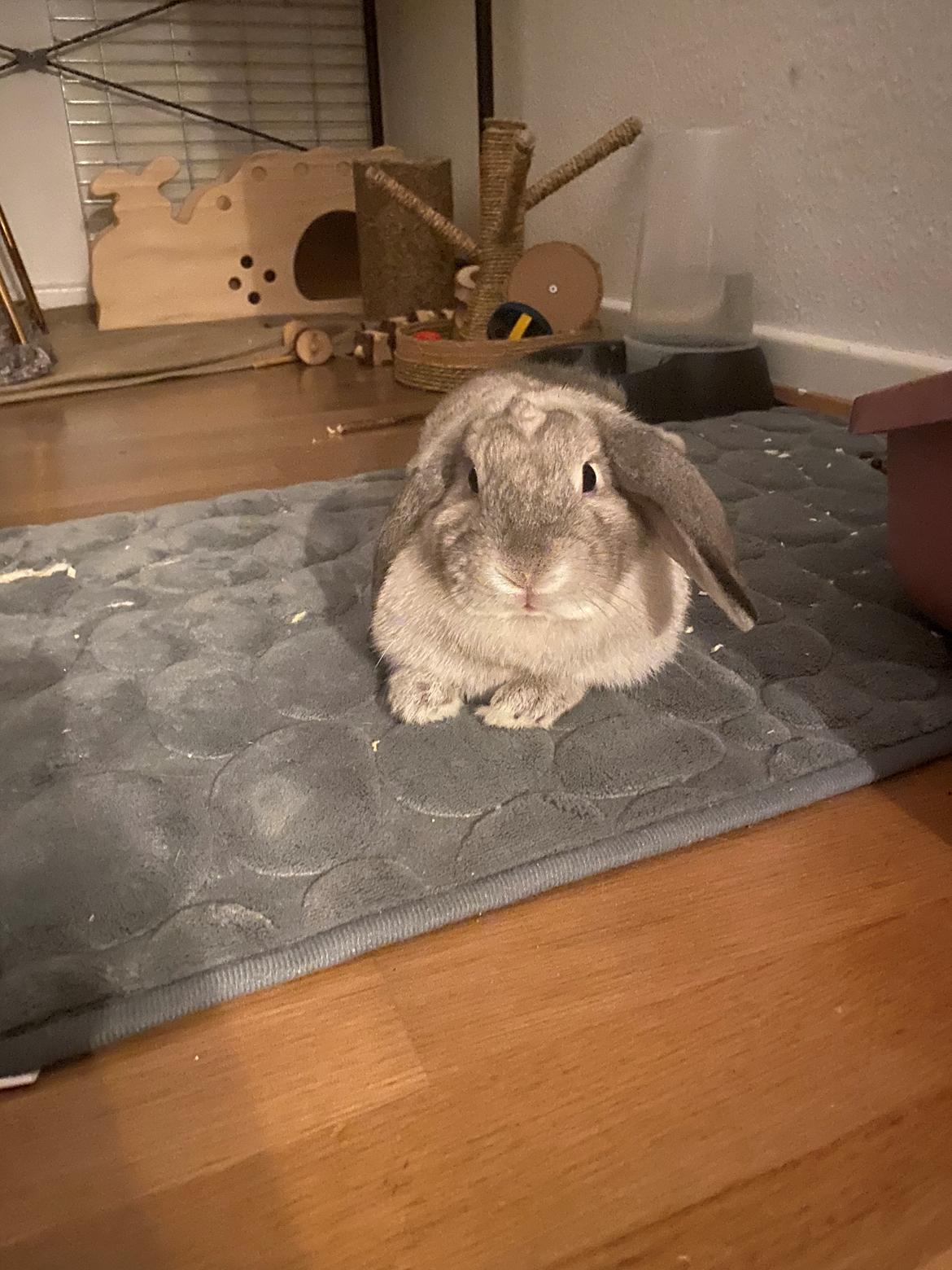 Kanin Alba "Himmelkanin" billede 19