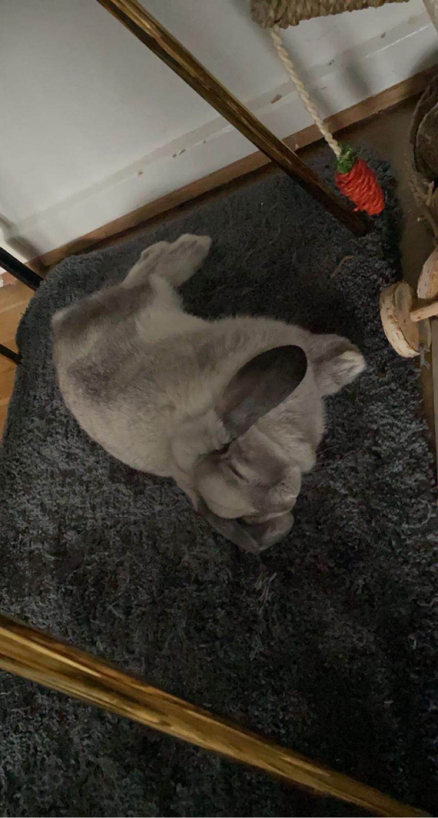 Kanin Alba "Himmelkanin" billede 33