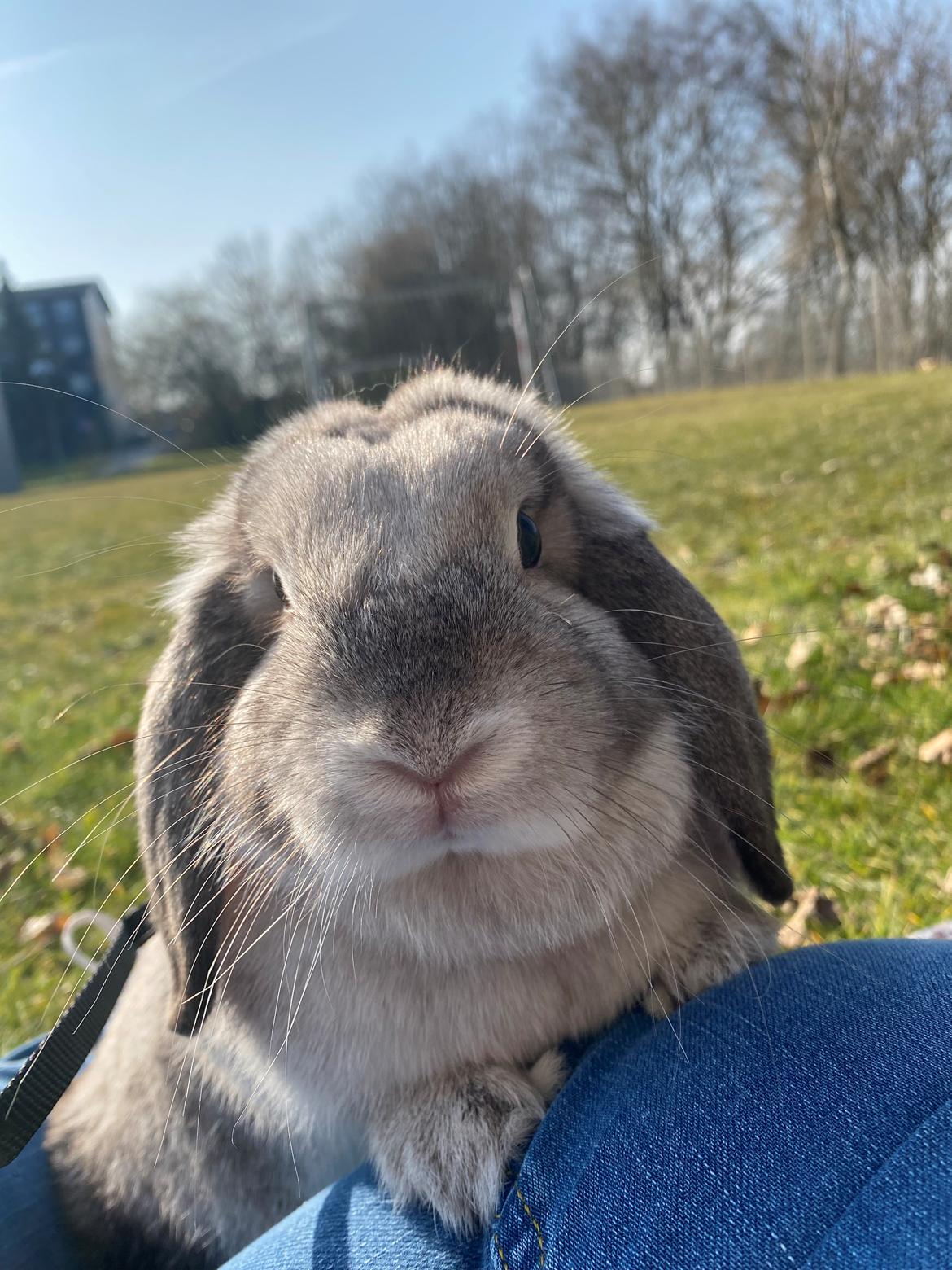 Kanin Alba "Himmelkanin" billede 29