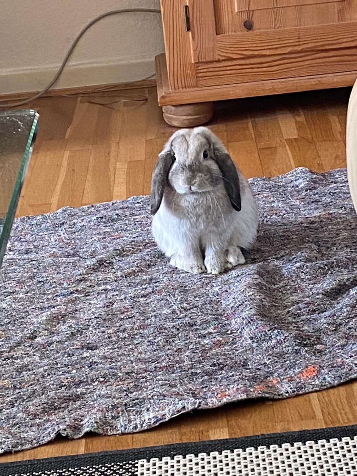 Kanin Alba "Himmelkanin" billede 36