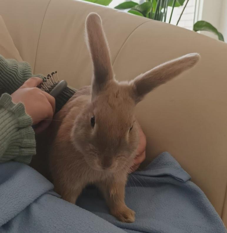 Kanin Messi billede 24