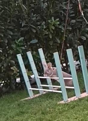 Kanin Messi billede 27