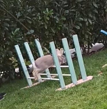 Kanin Messi billede 26