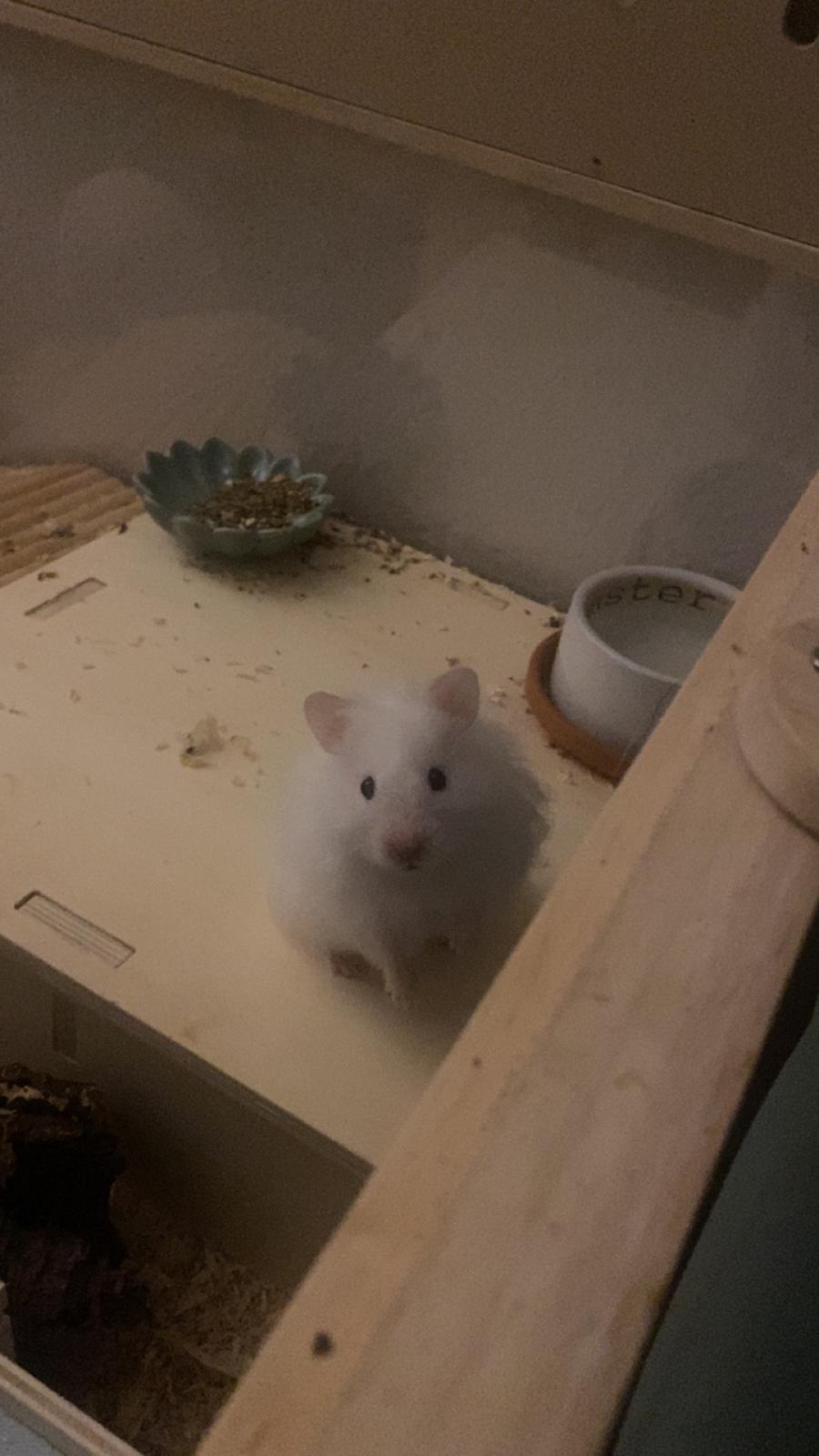 Hamster Sky *Himmelgnaver* billede 9