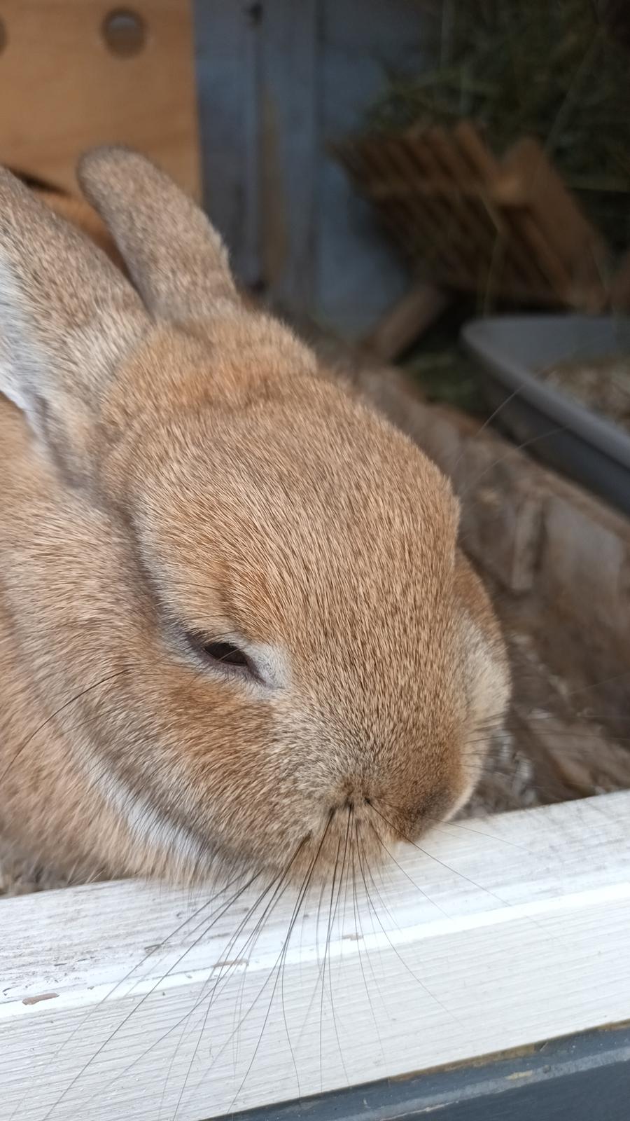 Kanin Milli - Når hun bliver nusset🥰 billede 19