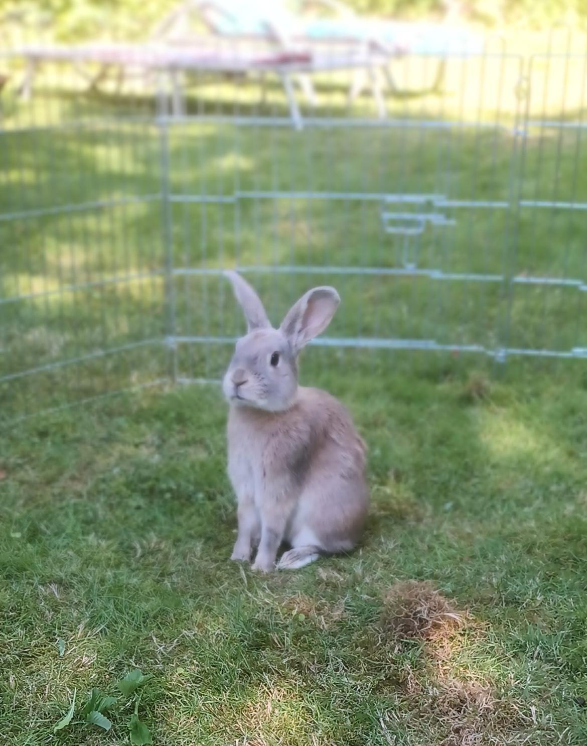 Kanin Messi billede 32