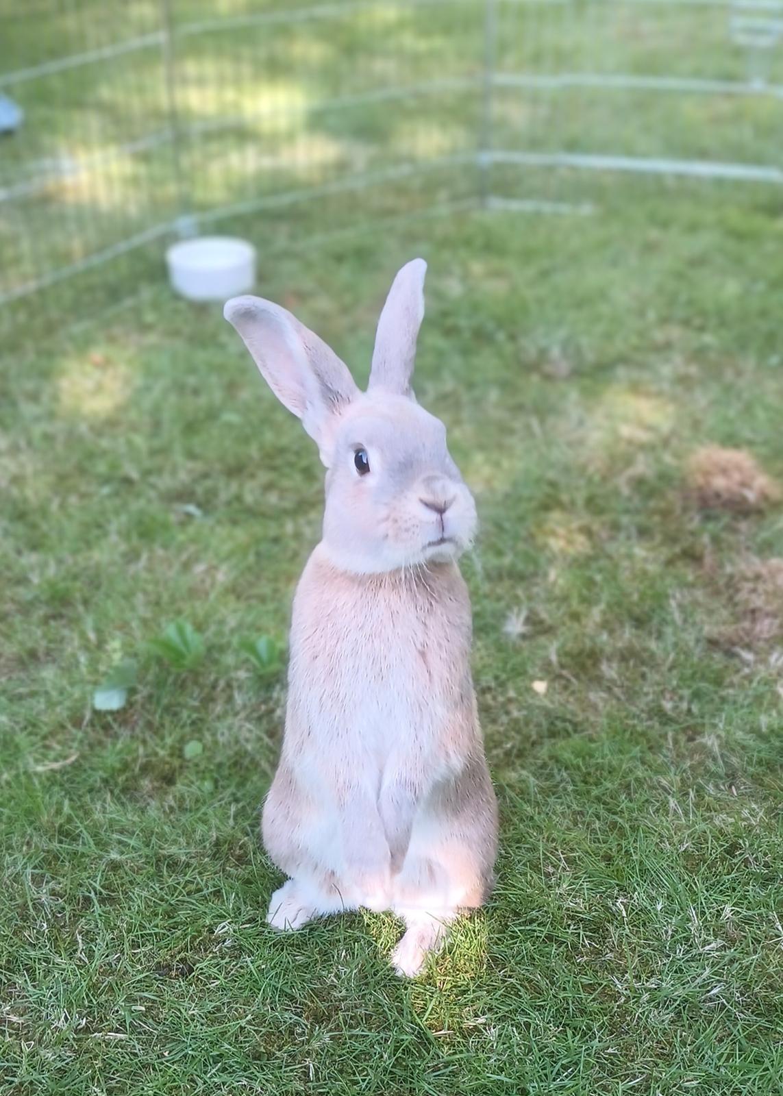 Kanin Messi billede 33