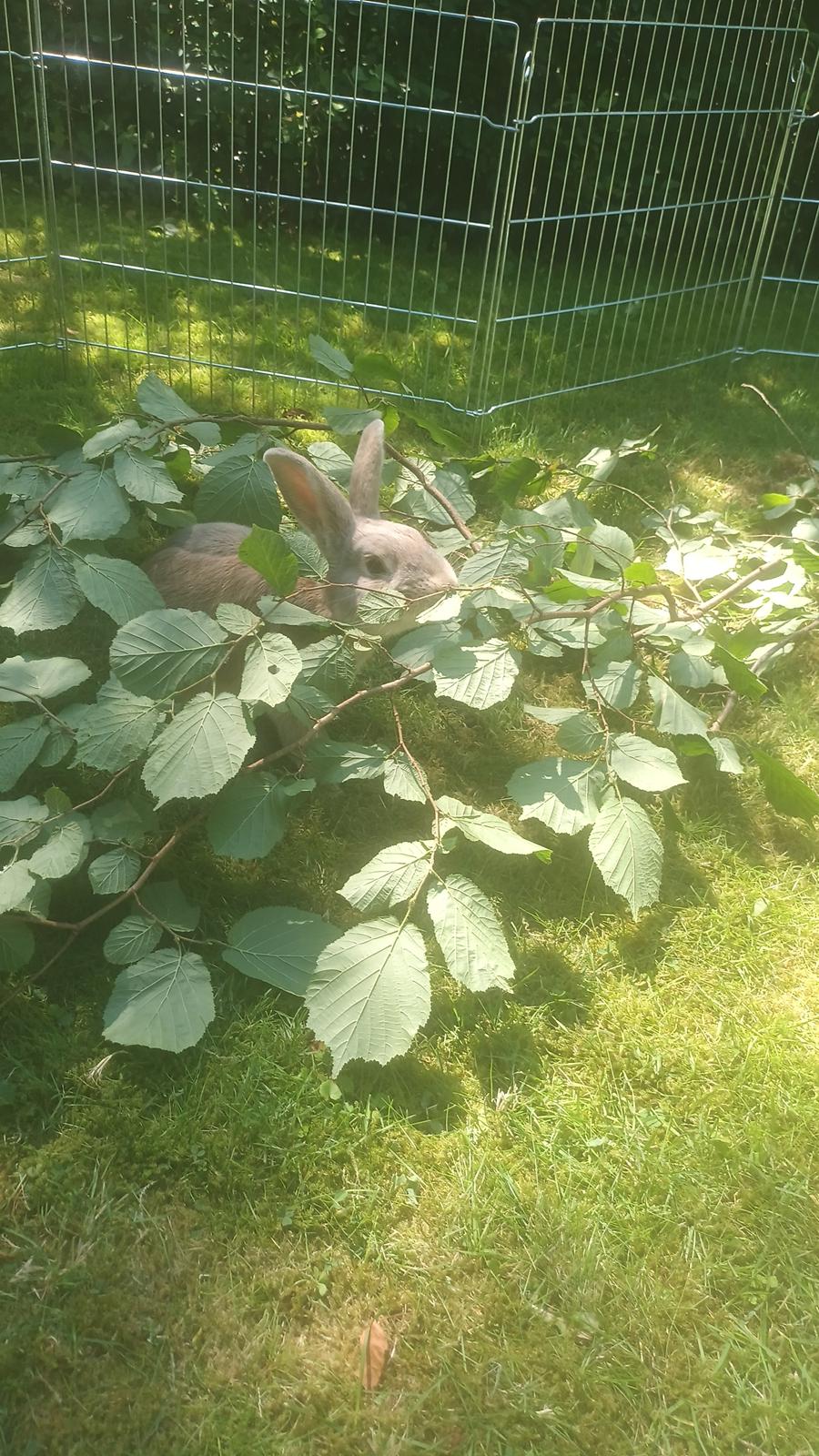 Kanin Messi - 1 år og 6 mdr>>>>>> billede 31