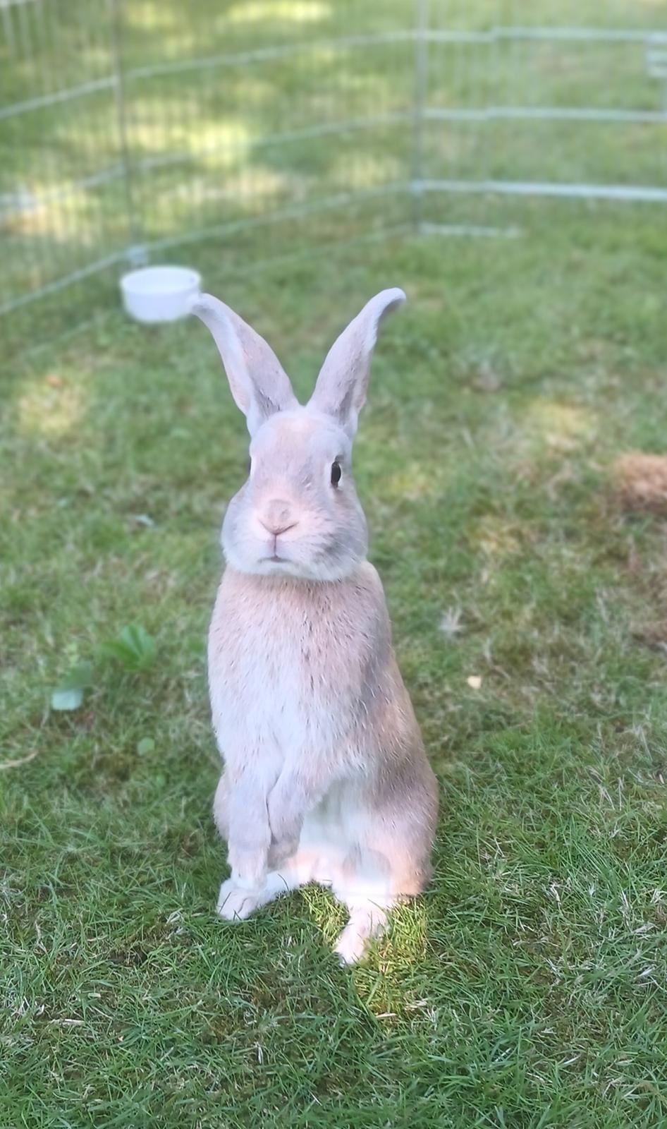 Kanin Messi billede 34