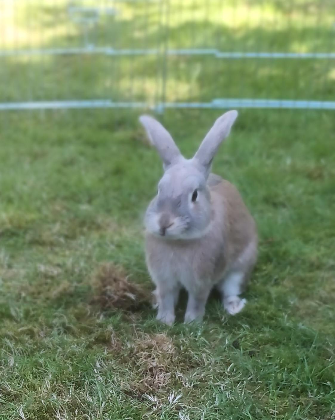 Kanin Messi billede 36