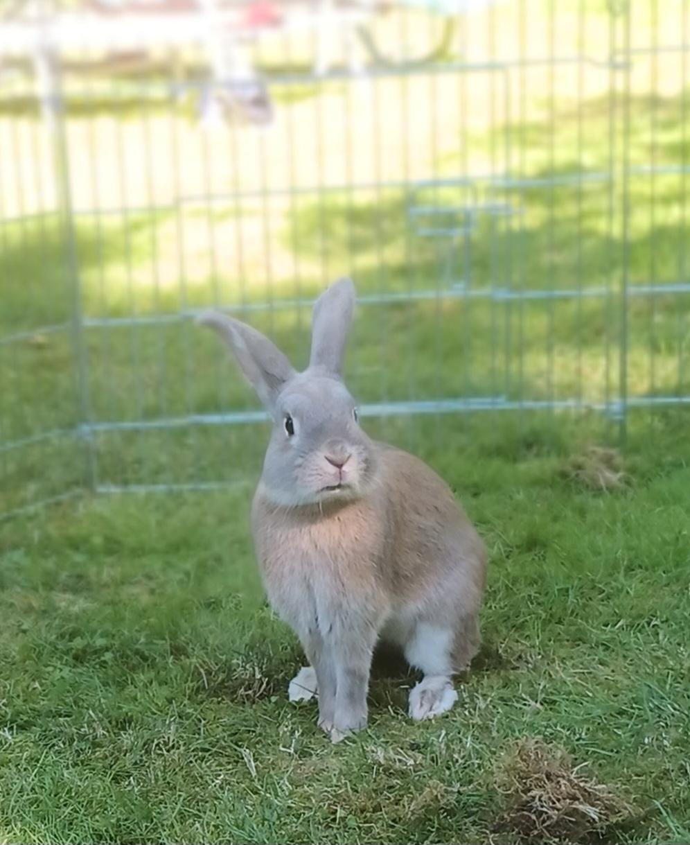 Kanin Messi billede 37