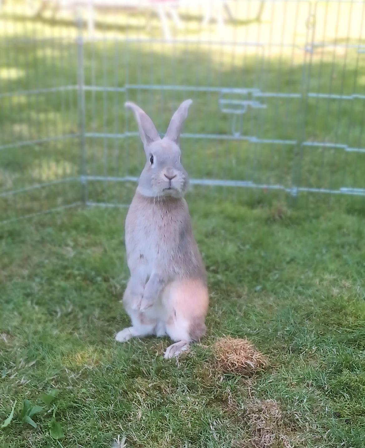 Kanin Messi billede 35