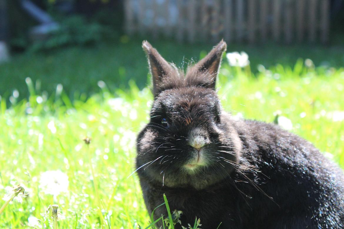 Kanin | Blacky  billede 2