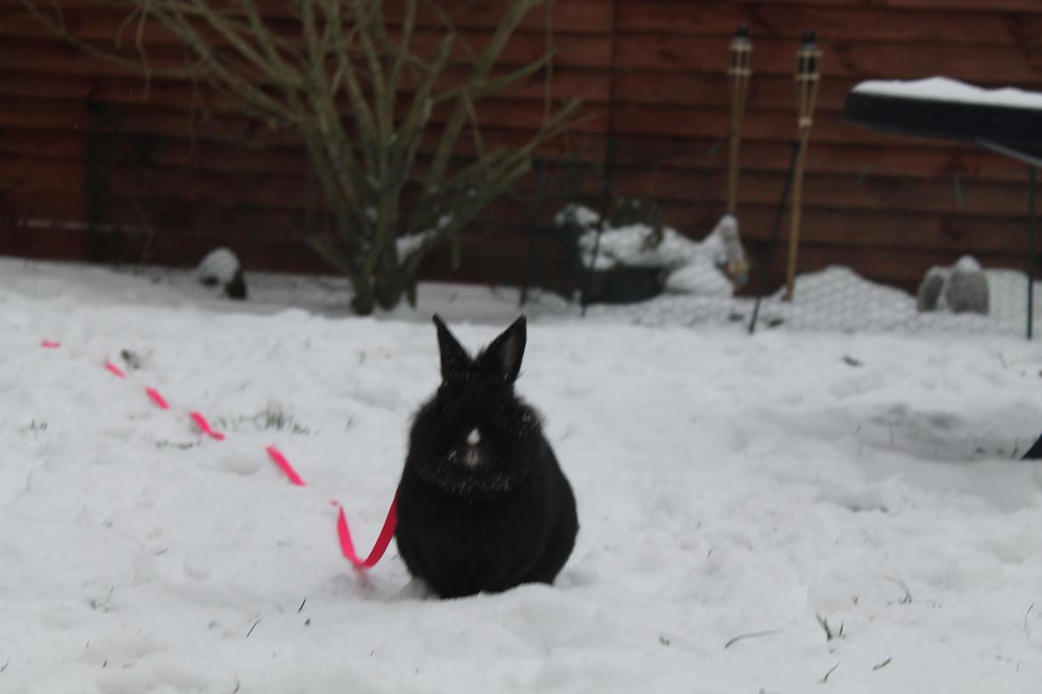 Kanin | Blacky  billede 40