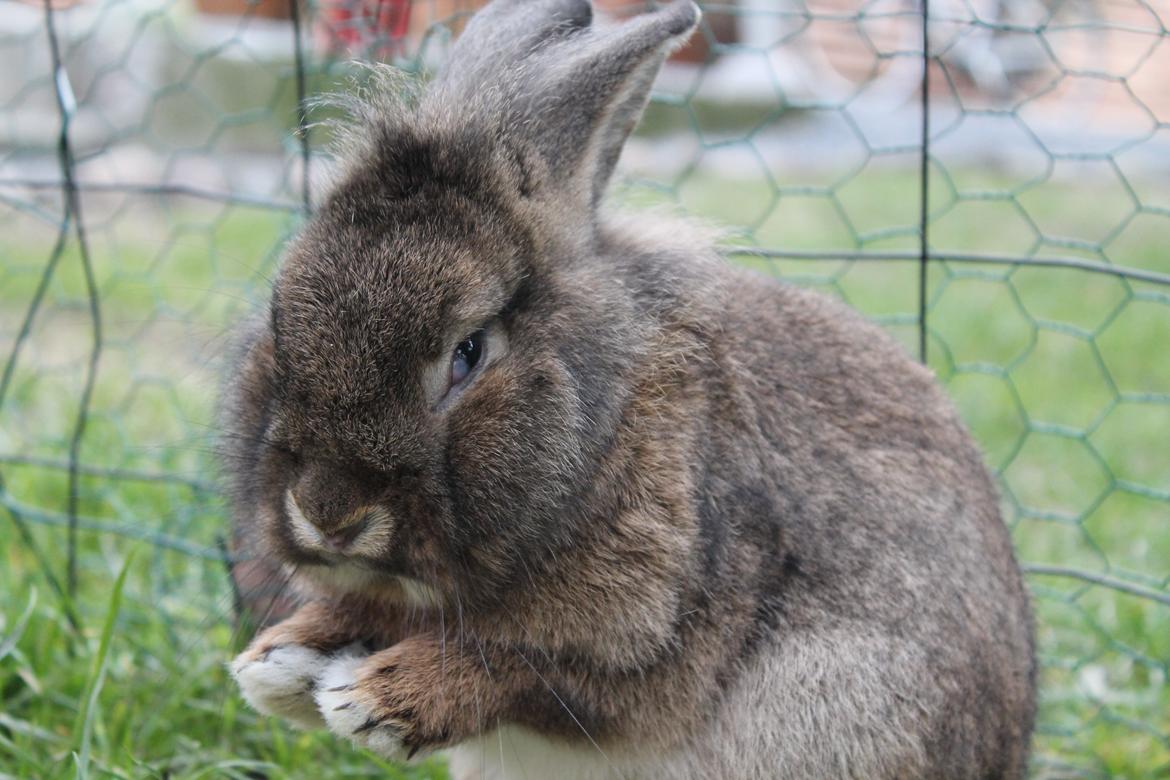 Kanin | Potedask's Alvin billede 19