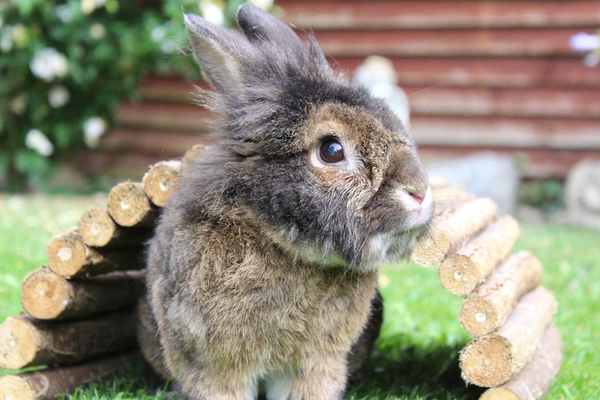 Kanin | Potedask's Alvin billede 2