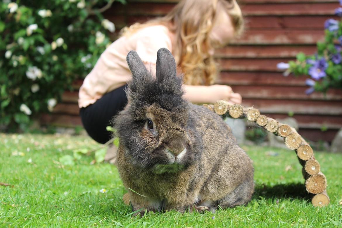 Kanin | Potedask's Alvin billede 4