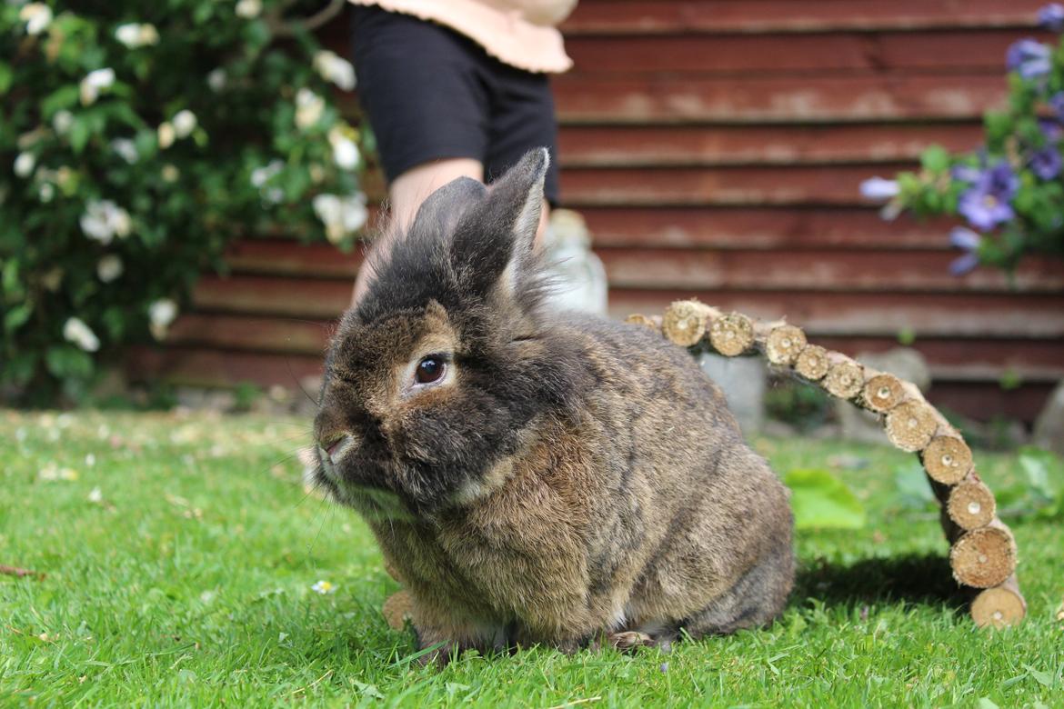 Kanin | Potedask's Alvin billede 5