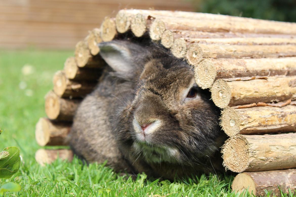 Kanin | Potedask's Alvin billede 3