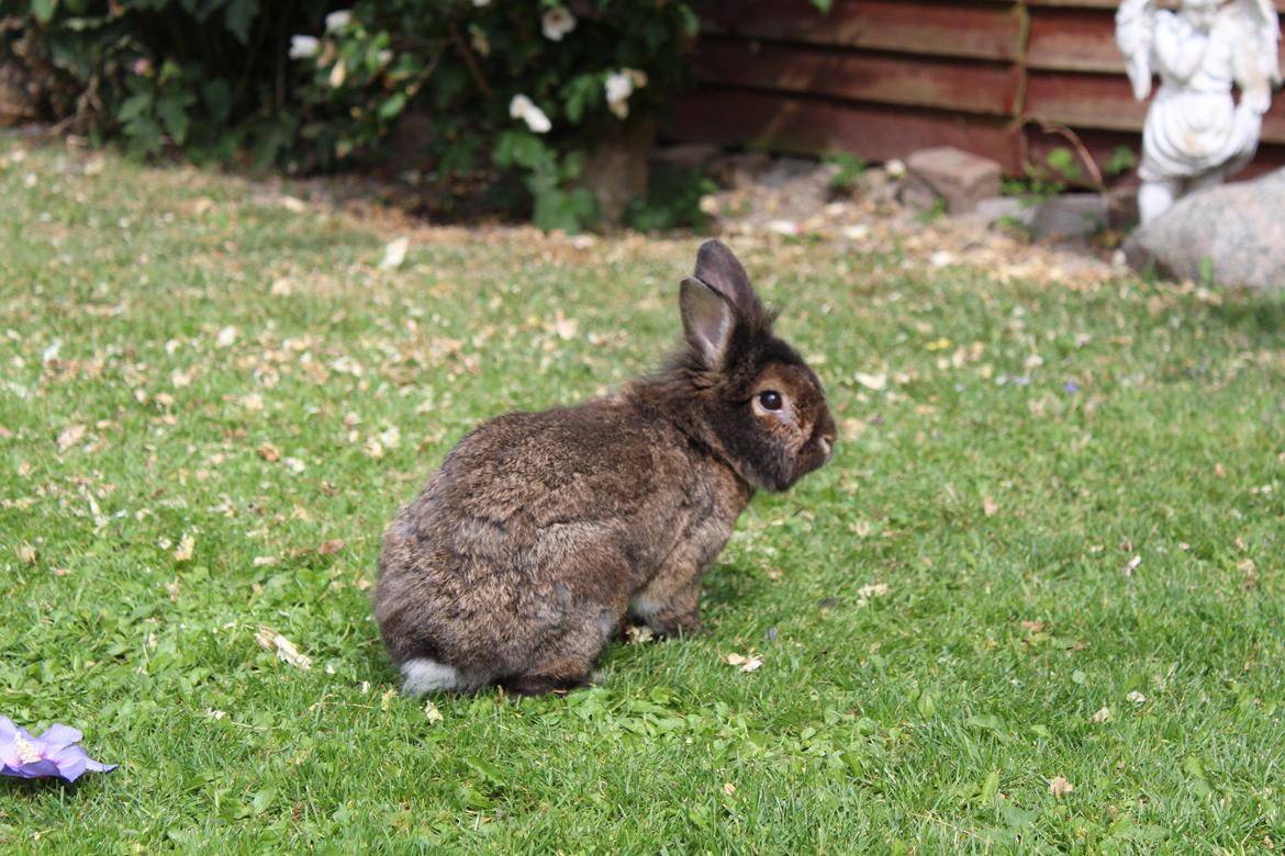 Kanin | Potedask's Alvin billede 10