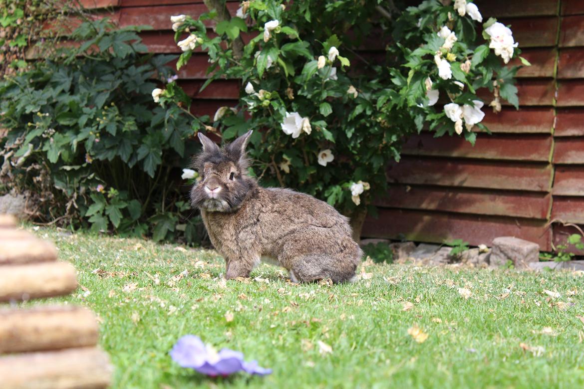 Kanin | Potedask's Alvin billede 12