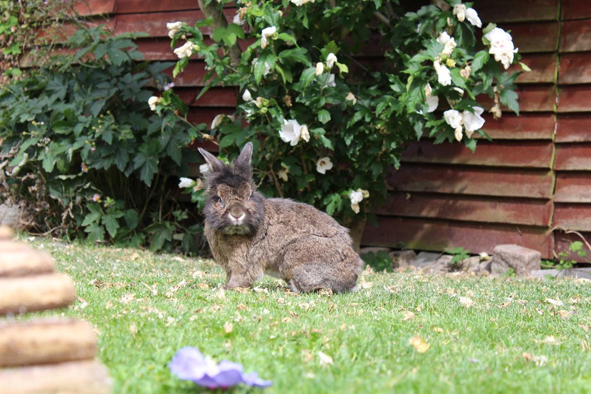 Kanin | Potedask's Alvin billede 13