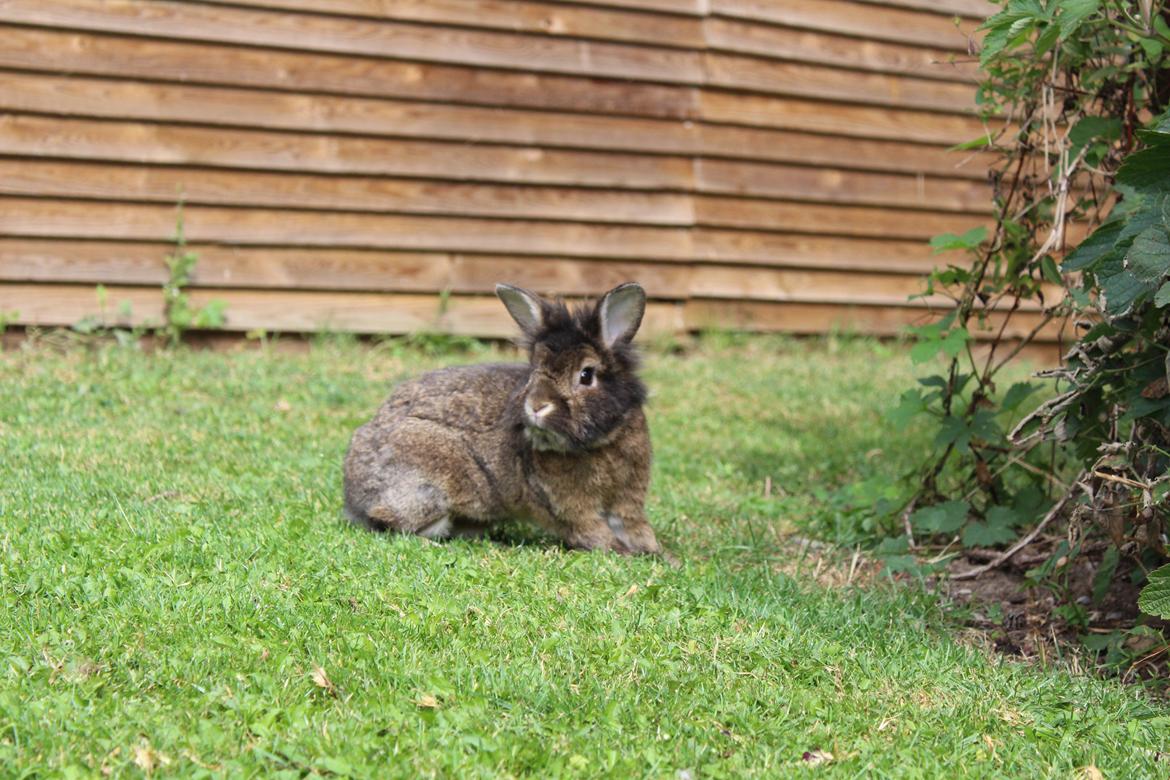 Kanin | Potedask's Alvin billede 11