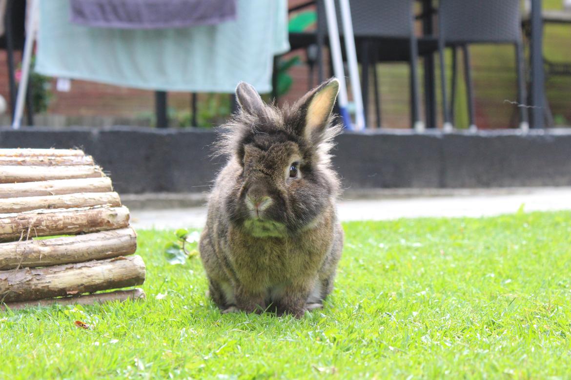 Kanin | Potedask's Alvin billede 9