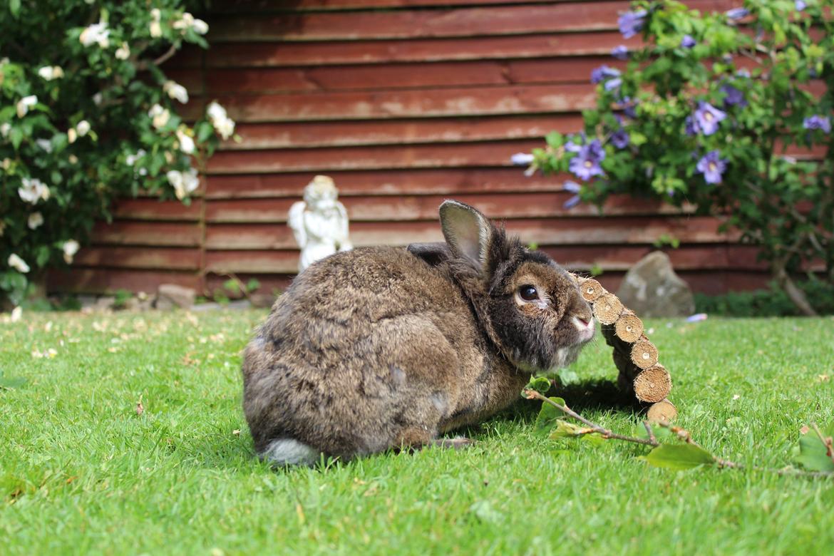 Kanin | Potedask's Alvin billede 6