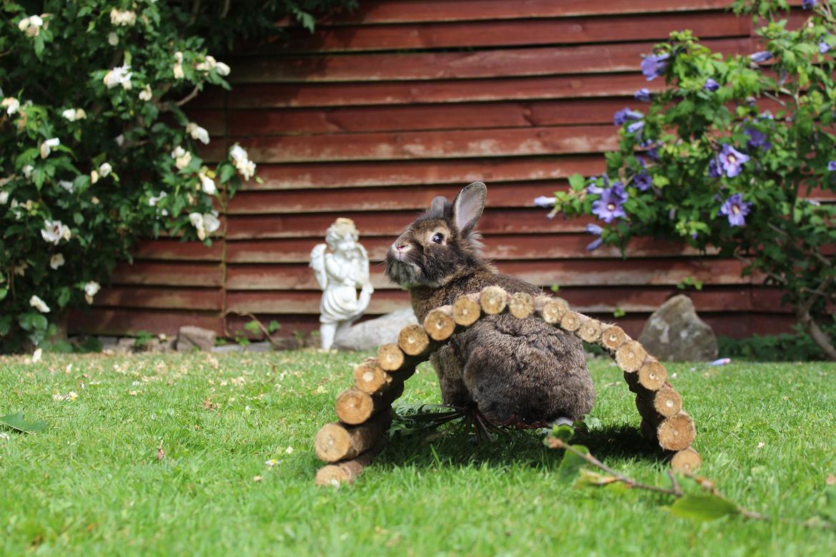 Kanin | Potedask's Alvin billede 7