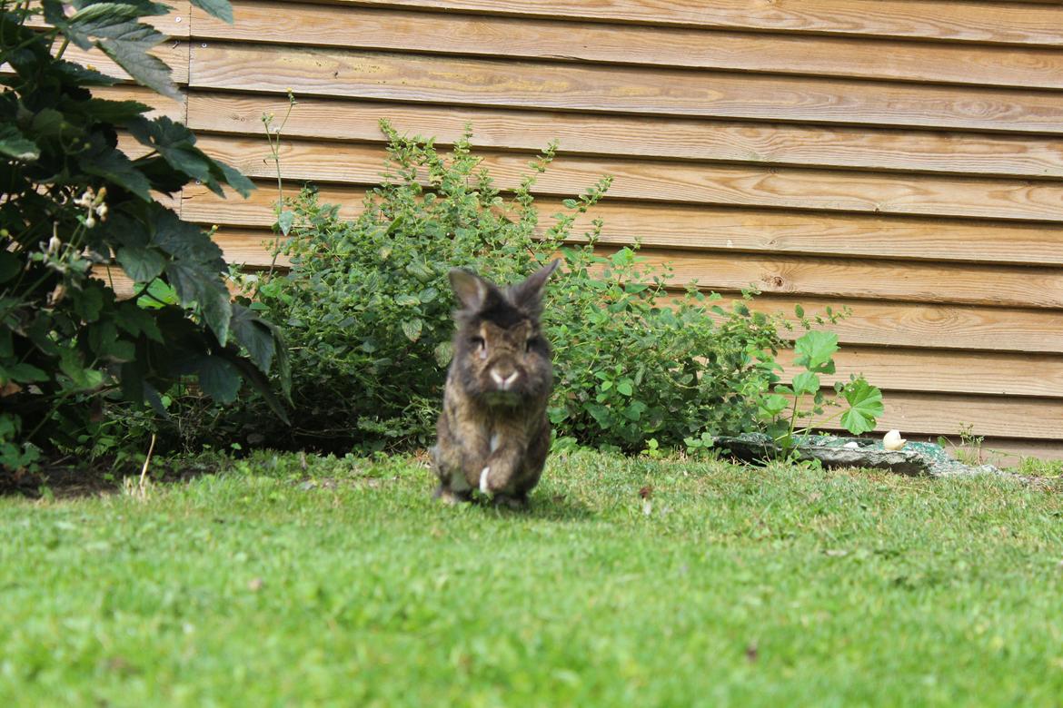 Kanin | Potedask's Alvin billede 14