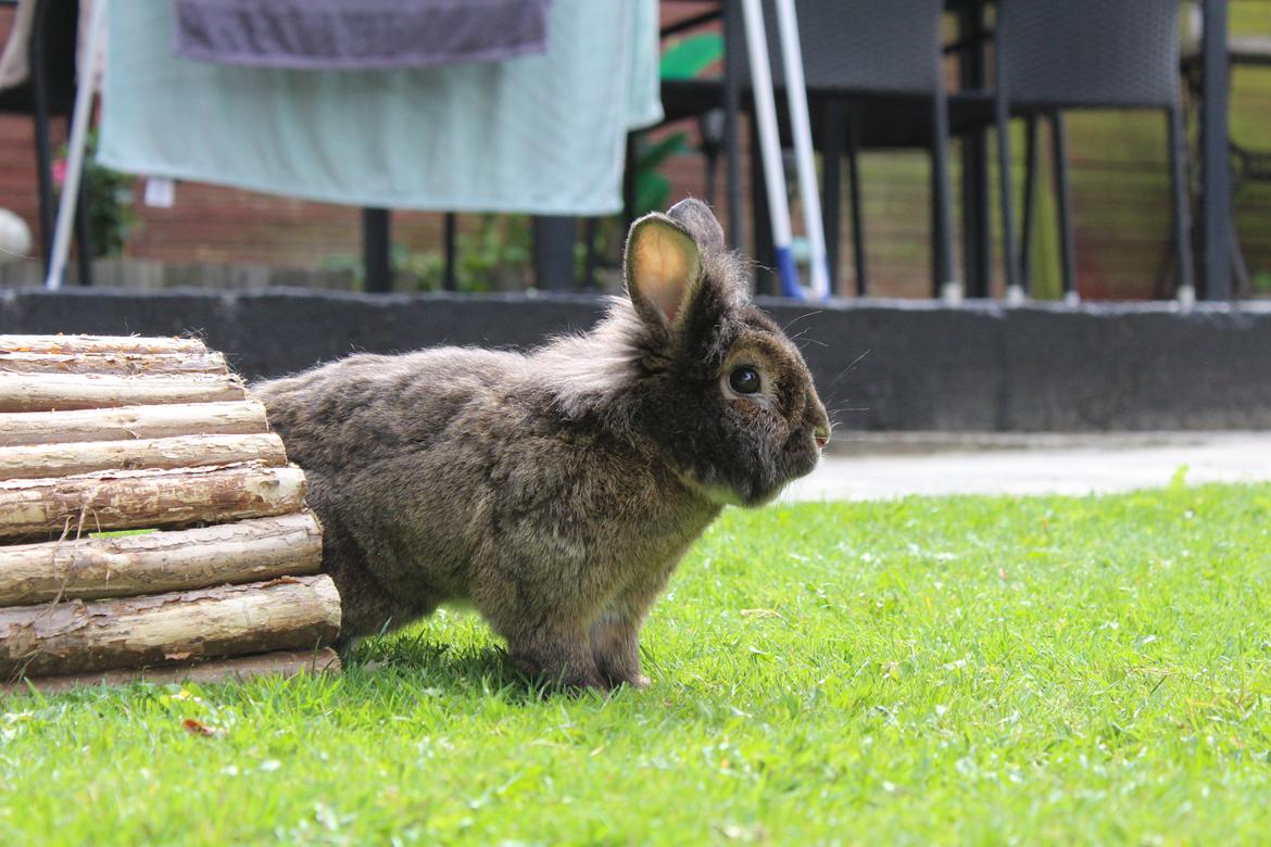 Kanin | Potedask's Alvin billede 8