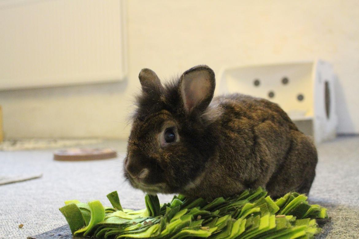 Kanin | Potedask's Alvin billede 24