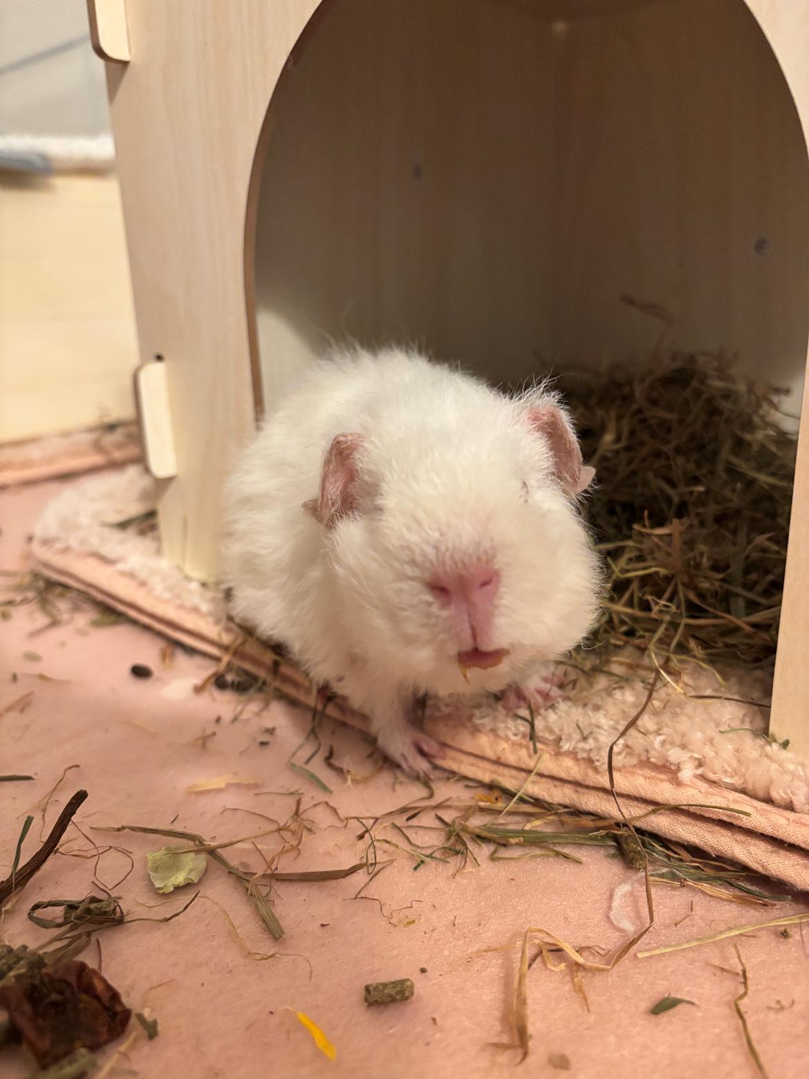 Marsvin Hjørdis, *Himmelgnaver* billede 2